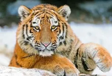 snow animals tigers 1920x1080 wallpaper Art HD Wallpaper